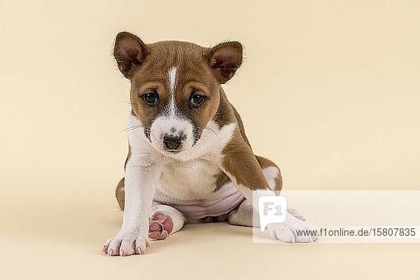 Basenji oder Kongo Terrier (Canis lupus familiaris)  Jungtier  6 Wochen  rot/weiß  sitzend  von vorne  Studioaufnahme mit sandfarbenem Hintergrund  Österreich  Europa