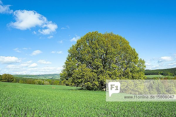 Stieleiche (Quercus robur)  Solitärbaum  stehend auf einem Feld  Thüringen  Deutschland  Europa