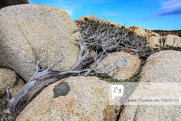 Wacholderbaum (Juniperus) wächst windgeschützt zwischen Steinen Windflüchter Sardinien Italien Europa