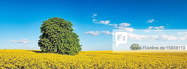 Panorama  Rosskastanien (Aesculus) in blühendem Rapsfeld unter blauem Himmel mit Wolken im Frühling  Burgenlandkreis  Sachsen-Anhalt  Deutschland  Europa