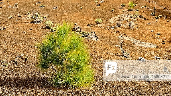 Junge Kanarische Kiefern (Pinus canariensis) auf einem Lavafeld La Palma Kanaren Spanien Europa
