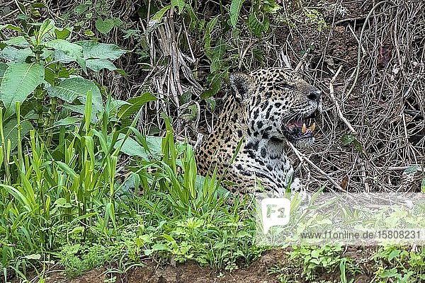 Jaguar (Panthera Onca)  liegt versteckt  Matto Grosso do Sul  Pantanal  Brasilien  Südamerika