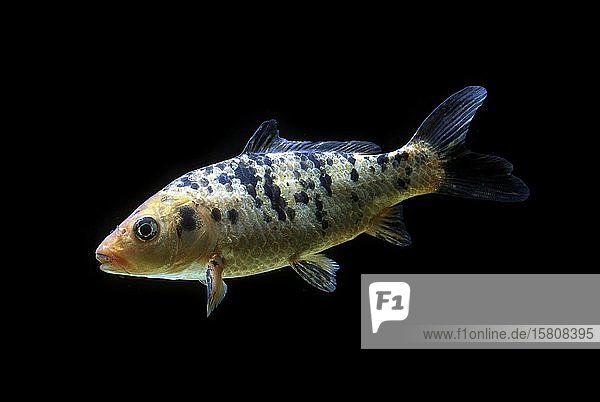 Zier-Koi-Karpfen (Cyprinus carpio carpio) captive Frankreich Europa