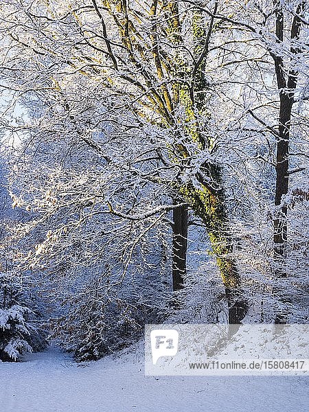 Schneebedeckter Baum mit Gemeinem Efeu (Hedera helix)  der im Sonnenlicht überwuchert ist  Steiermark  Österreich  Europa