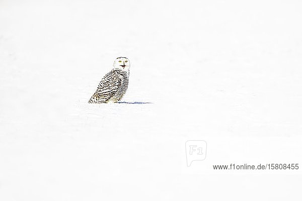 Snowy owl (Bubo scandiacus)  in winter  Bavarian Forest  Germany  Europe
