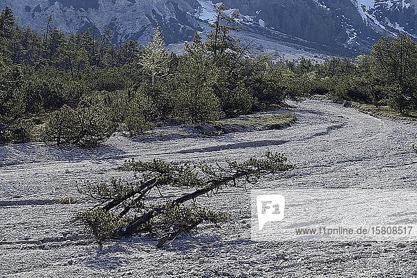 Latschenkiefer (Pinus mugo)  Oberes Wimbachgries  Wimbachtal  Nationalpark Berchtesgaden  Bayern  Deutschland  Europa