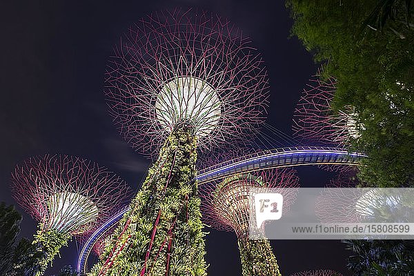 Supertrees bei Nacht  Brücke oder Skyway zwischen den Bäumen  Supertree Grove  Gardens by the Bay  Singapur  Asien