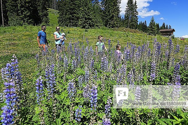 Familienspaziergang in der Nähe der Mittelstation durch ein Feld mit blühenden Lupinen  Hohe Salve  Hopfgarten  Brixental  Kitzbüheler Alpen  Tirol  Österreich  Europa