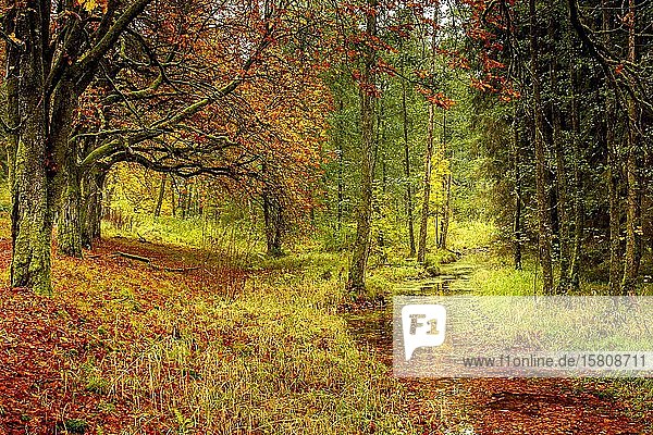 Herbstlicher Wald  Spessart  Bayern  Deutschland  Europa