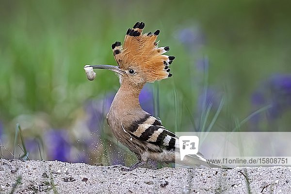 Wiedehopf (Upupa epops)  Weibchen mit Käferlarve als Beute  Biosphärenreservat Mittlere Elbe  Sachsen-Anhalt  Deutschland  Europa