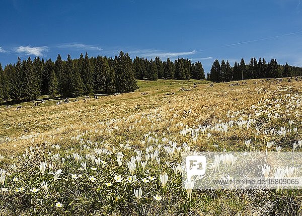 White Crocus flowers (Crocus) on the alpine pasture  Teichalm  Sommeralm  Styria  Austria  Europe