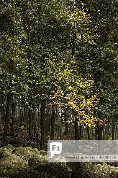 Felsenmeer  Wald  Felsen  Lautertal  Odenwald  Hessen  Deutschland  Europa