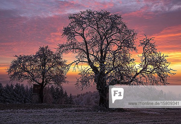 Alte Kirschbäume (Prunus) bei Sonnenaufgang im Winter  Kulm  Oststeiermark  Steiermark  Österreich  Europa
