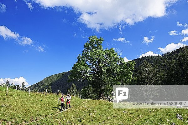 Wanderer auf der Chiemhauser Alm  Schleching  Chiemgau  Oberbayern  Bayern  Deutschland  Europa
