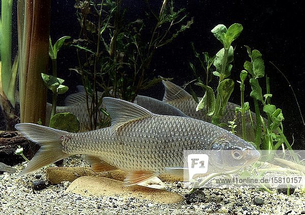 Rotauge (Rutilus rutilus) captive Frankreich Europa