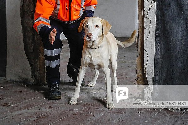 Rettungshundeausbildung  in leerstehenden Häusern üben die Spürhunde die Suche nach Verletzten  Herne  Nordrhein-Westfalen  Deutschland  Europa