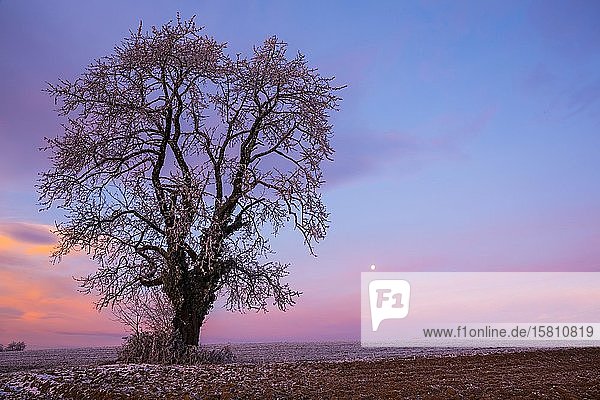 Alter Kirschbaum (Prunus) bei Sonnenuntergang im Winter  Kulm  Oststeiermark  Steiermark  Österreich  Europa