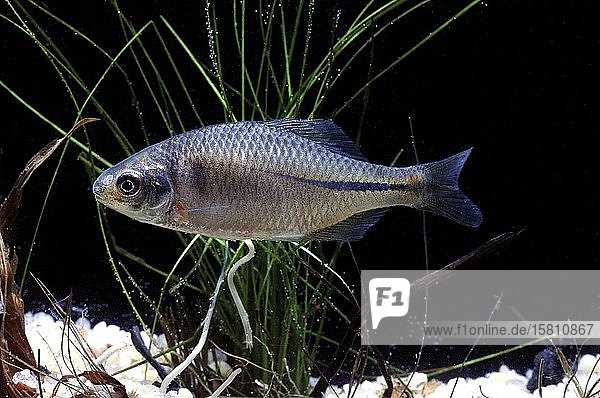 Amur Bitterling (Rhodeus sericeus) captive Frankreich Europa