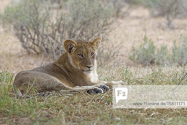 Löwe (Panthera leo vernayi)  junges Männchen  im Gras liegend  Kgalagadi Transfrontier Park  Nordkap  Südafrika  Afrika