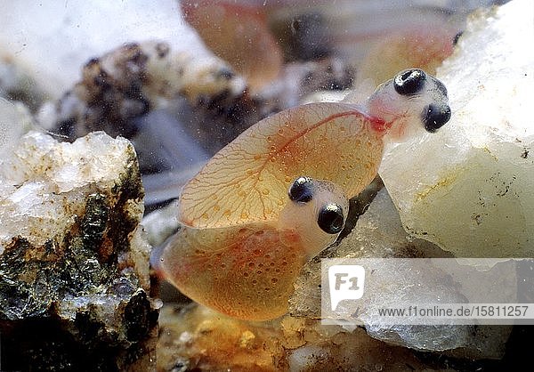 Bachforelle (Salmo trutta fario) schlüpfend captive Frankreich Europa