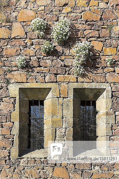 Pflanzen  die an der Mauer der Klosterruine Heilig Kreuz wachsen  Meißen  Sachsen  Deutschland  Europa