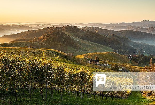 Weinberg im Herbst bei Sonnenaufgang mit Nebel  Südsteirische Weinstraße  Steiermark  Österreich  Europa
