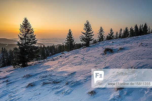 Sonnenaufgang mit Wald auf der Alm  Sommeralm  Steiermark  Österreich  Europa