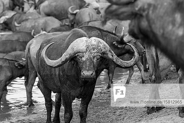 A male buffalo Syncerus caffer stands beside a waterhole in black and white direct gaze