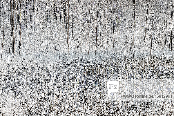 Aspen trees in a grove in winter