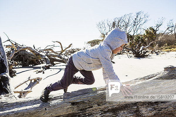 A six year old boy on a beach climbing up a driftwood tree trunk