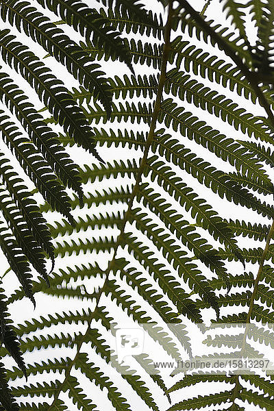 Close up grünen Farn Zweige gegen weißen Hintergrund