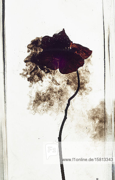 Studio shot flower in water on white background