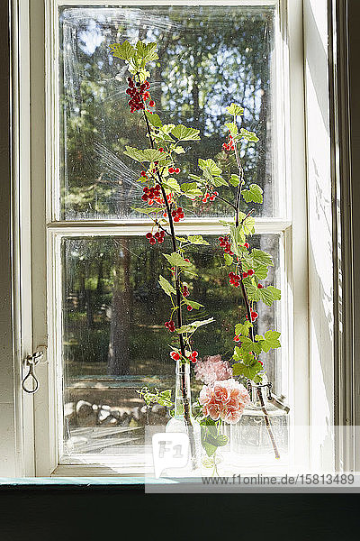 Rote Beeren an Zweigen im sonnigen Fenster