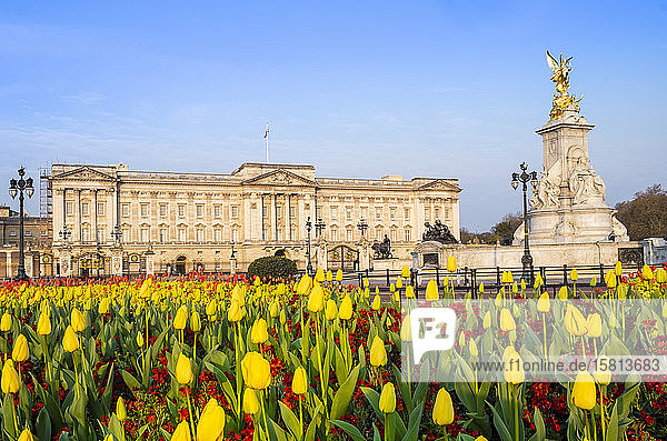 Die Fassade des Buckingham Palace  der offiziellen Residenz der Queen in London  mit Frühlingsblumen  London  England  Vereinigtes Königreich  Europa