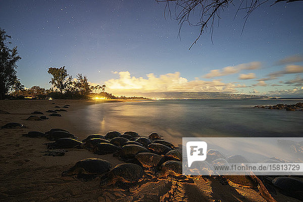 Suppenschildkröten (Chelonia mydas) am Baldwin Beach  Insel Maui  Hawaii  Vereinigte Staaten von Amerika  Nordamerika