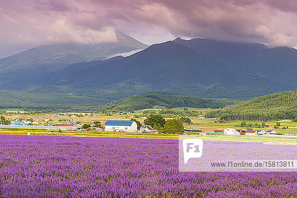 Lavendelfelder  Furano  Hokkaido  Japan  Asien