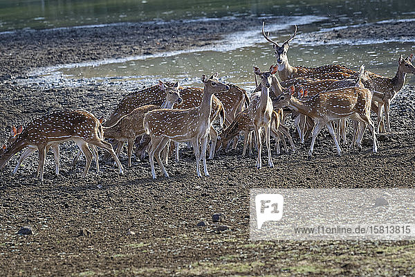 Gruppe von Chital-Hirschen (Fleckenhirsch) (Axis axis) beim Trinken in einem Teich  Tadoba Andhari Tiger Reserve  Bundesstaat Maharashtra  Indien  Asien