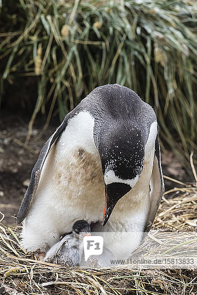 Adult gentoo penguin (Pygoscelis papua) on nest with chicks at Gold Harbor South Georgia Island Polar Regions