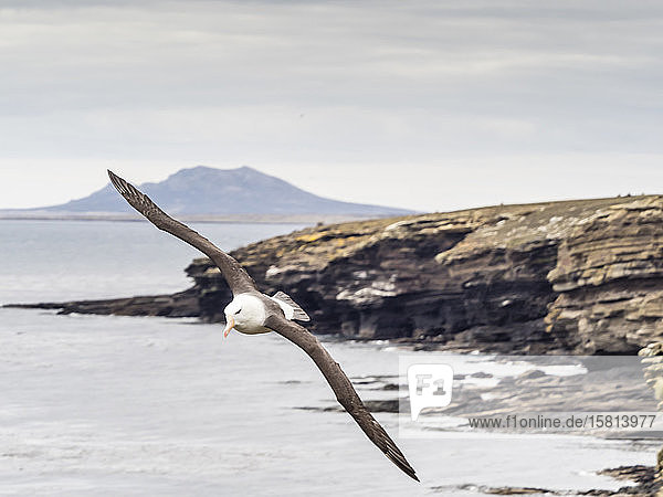Adult black-browed albatross (Thalassarche melanophris) in flight on Saunders Island Falkland Islands South America