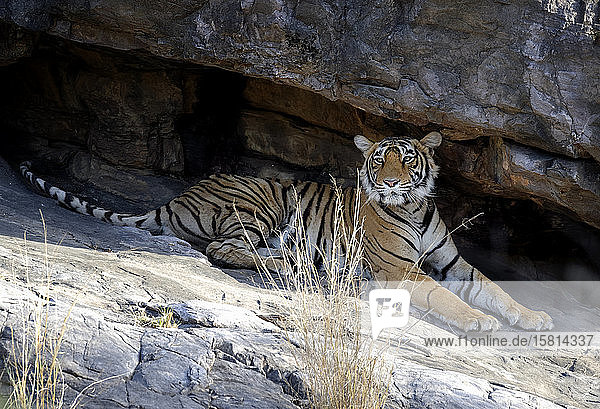 Weiblicher bengalischer Tiger (Panthera tigris tigris) ruhend unter Felsen  Ranthambhore National Park  Rajasthan  Indien  Asien