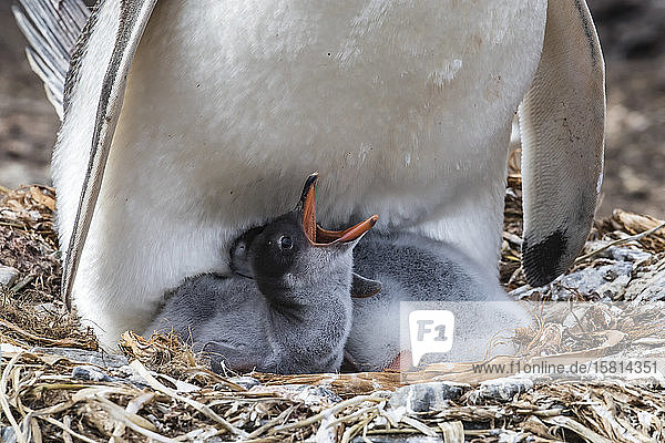 Adult gentoo penguin (Pygoscelis papua) on nest with chicks at Gold Harbor South Georgia Island Polar Regions