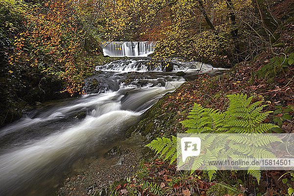 Herbst in Stock Ghyll in der Nähe von Ambleside  Lake District National Park  UNESCO-Weltkulturerbe  Cumbria  England  Vereinigtes Königreich  Europa