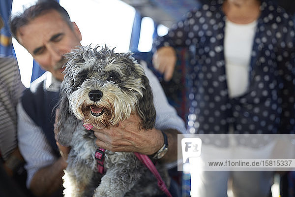 Senior man holding cute dog on tour bus