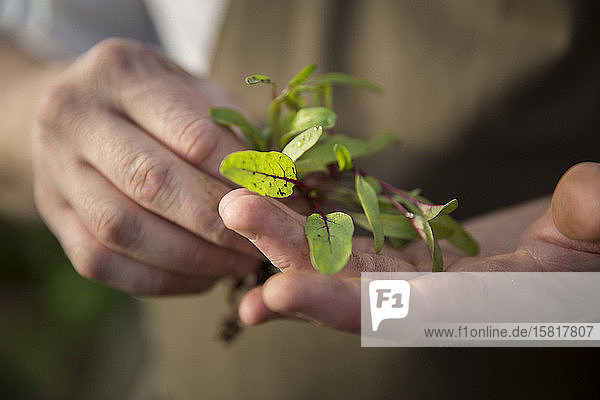 A hand holding a young plant with roots