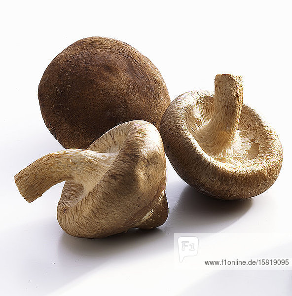 Drei Shiitake-Pilze vor einem weißen Hintergrund