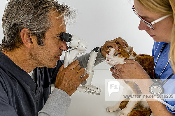 Veterinarian and assistant examining cat's eye in clinic