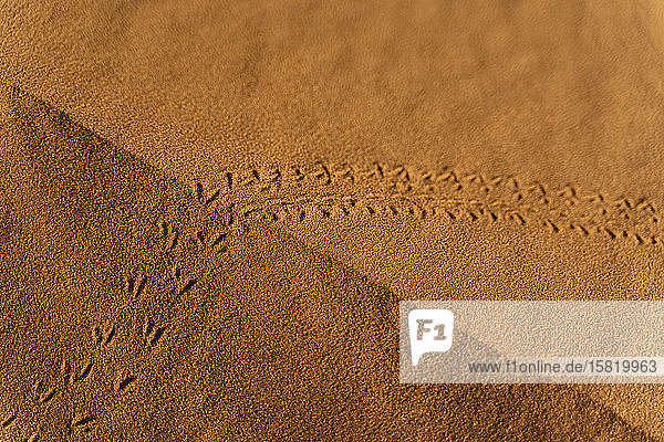 Tierspuren in einer Sanddüne in der Wüste Sahara Merzouga Marokko