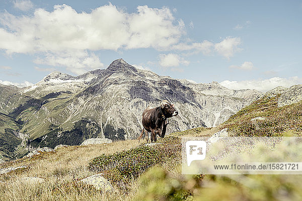 Kuh auf einer Alpweide  Graubünden  Schweiz