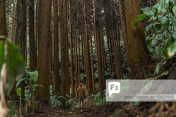 Mann steht auf einem von Bäumen umgebenen Waldweg  Sao-Miguel-Insel  Azoren  Portugal