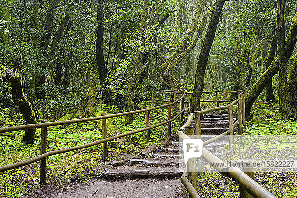Spain  Province of Santa Cruz de Tenerife  Empty forest footpath in Garajonay National Park